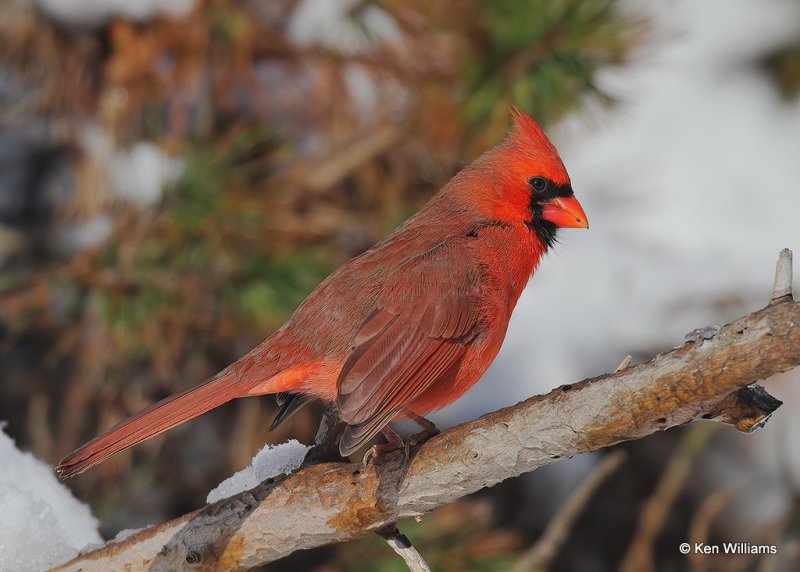 Northern Cardinal male, Rogers Co, OK, 12-14-20, Jpa_67245.jpg