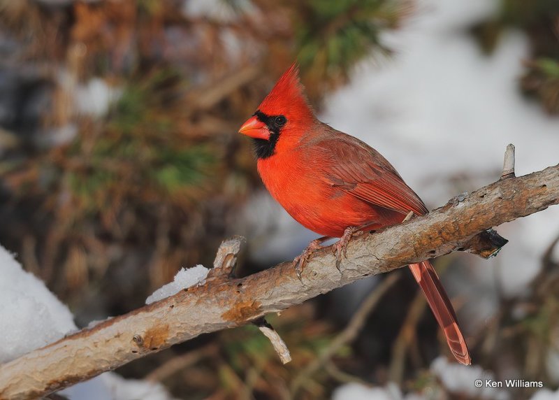 Northern Cardinal male, Rogers Co, OK, 12-14-20, Jpa_67280.jpg