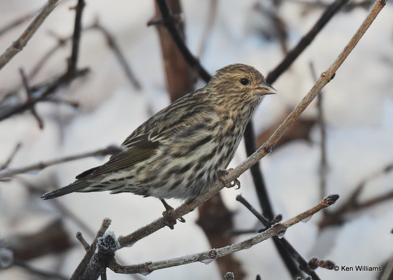 Pine Siskin, Rogers Co, OK, 12-14-20, Jpa_66879.jpg