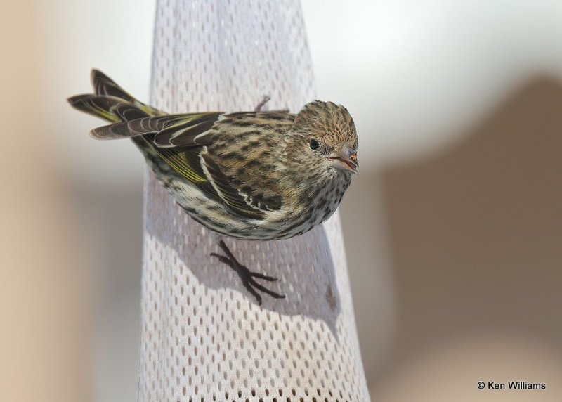 Pine Siskin, Rogers Co, OK, 12-14-20, Jpa_67354.jpg