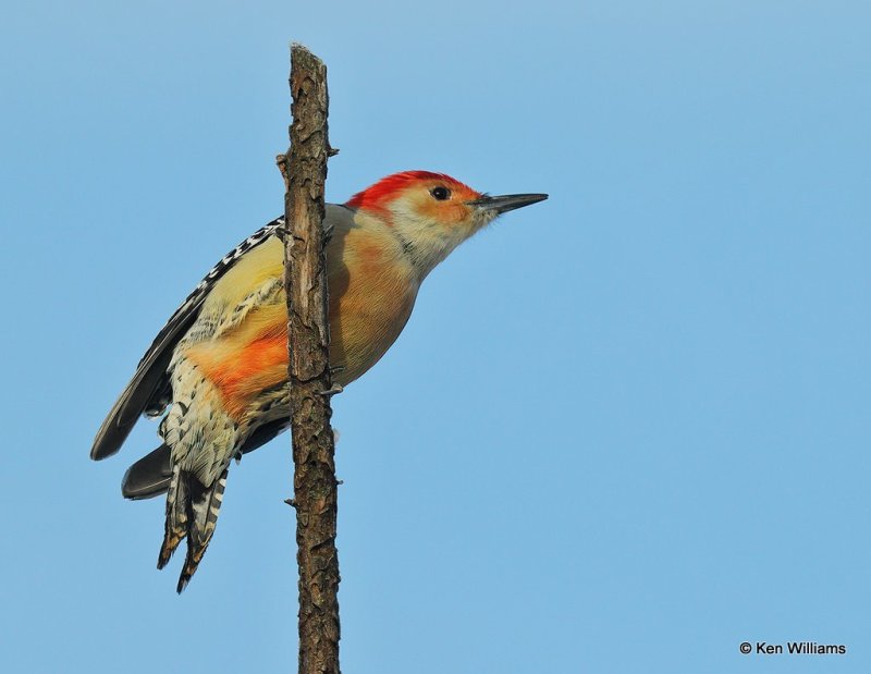 Red-bellied Woodpecker male, Rogers Co, OK, 12-14-20, Jpa_66896.jpg