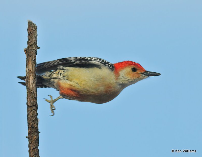 Red-bellied Woodpecker male, Rogers Co, OK, 12-14-20, Jpaa_66898.jpg