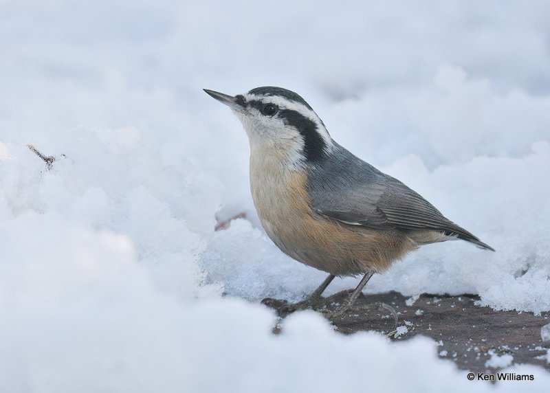 Red-breasted Nuthatch, Rogers Co, OK, 12-14-20, Jpa_66853.jpg