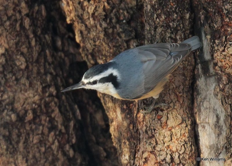 Red-breasted Nuthatch, Rogers Co, OK, 12-14-20, Jpa_66988.jpg