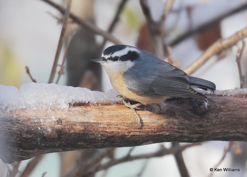 Red-breasted Nuthatch, Rogers Co, OK, 12-14-20, Jpa_66995.jpg