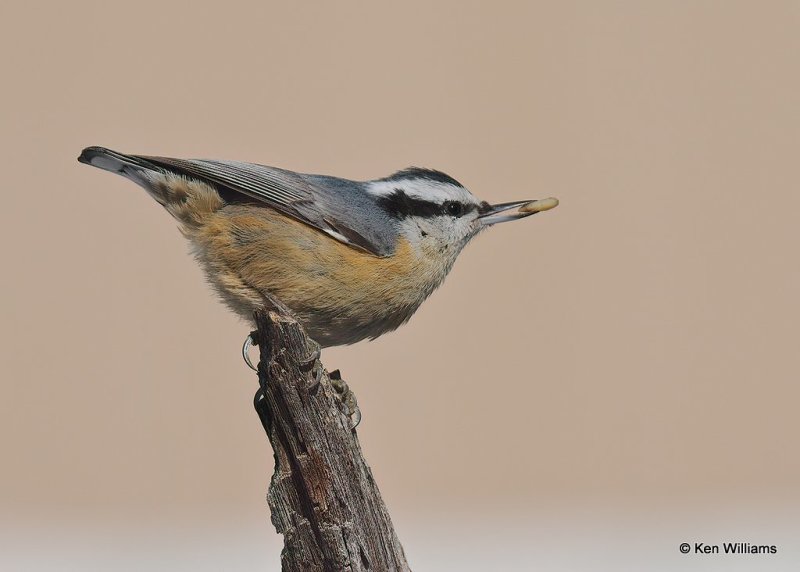 Red-breasted Nuthatch, Rogers Co, OK, 12-14-20, Jpa_67320.jpg