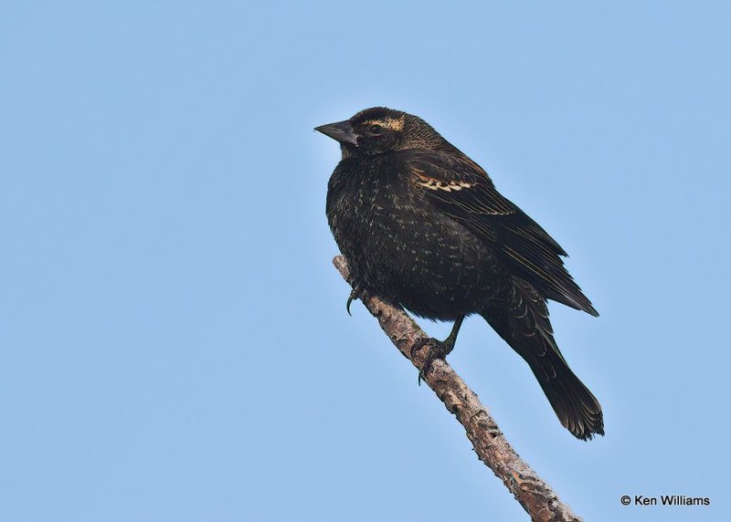 Red-winged Blackbird nonbreeding, Rogers Co, OK, 12-14-20, Jpa_66885.jpg