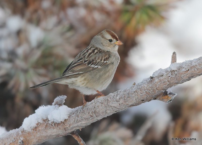 White-crowned Sparrow 1st winter, Rogers Co, OK, 12-14-20, Jpa_66967.jpg