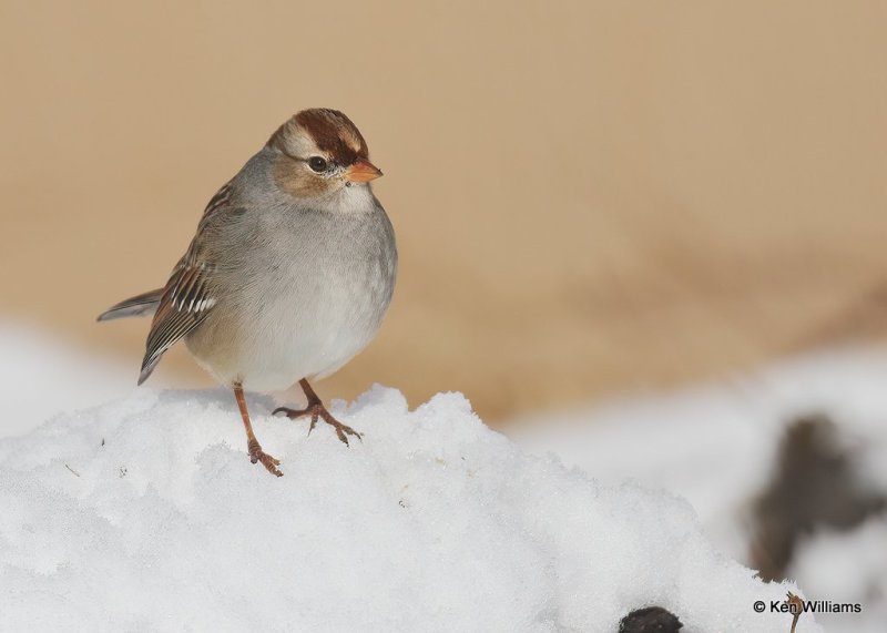 White-crowned Sparrow 1st winter, Rogers Co, OK, 12-14-20, Jpa_67180.jpg