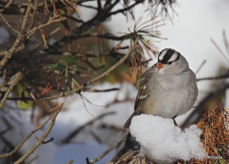 White-crowned Sparrow nonbreeding, Rogers Co, OK, 12-14-20, Jpa_67231.jpg