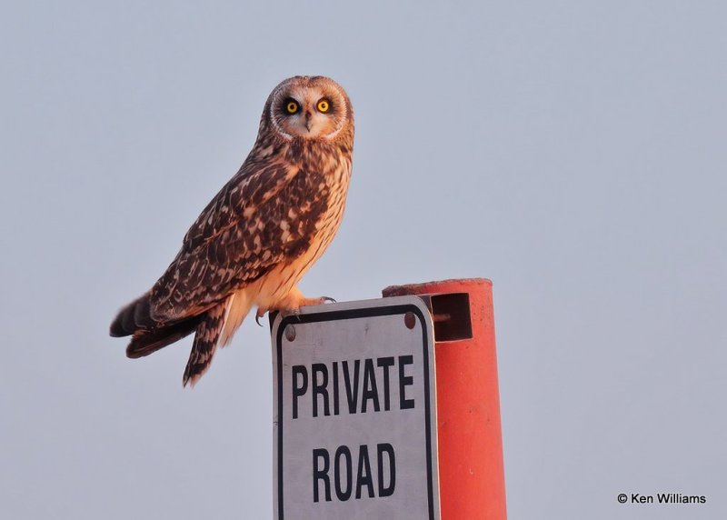Short-tailed Owl, Osage Co, OK, 12-21-20, Jpa_67550.jpg