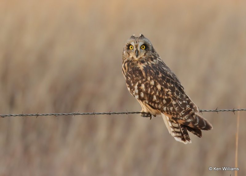 Short-tailed Owl, Osage Co, OK, 12-21-20, Jps_67507.jpg
