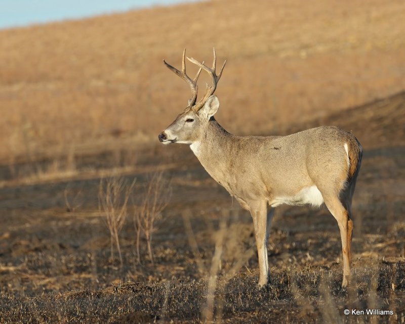 Whitetail Deer buck, Osage Co, OK, 12-21-20, Jpa_67431.jpg