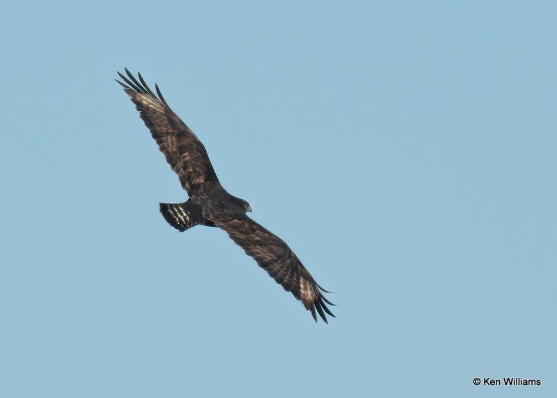 Rough-legged Hawk dark morph male, Osage Co, OK,  1-4-21, J, Osage Co, OK,  1-4-21, Jpa_68098.jpg