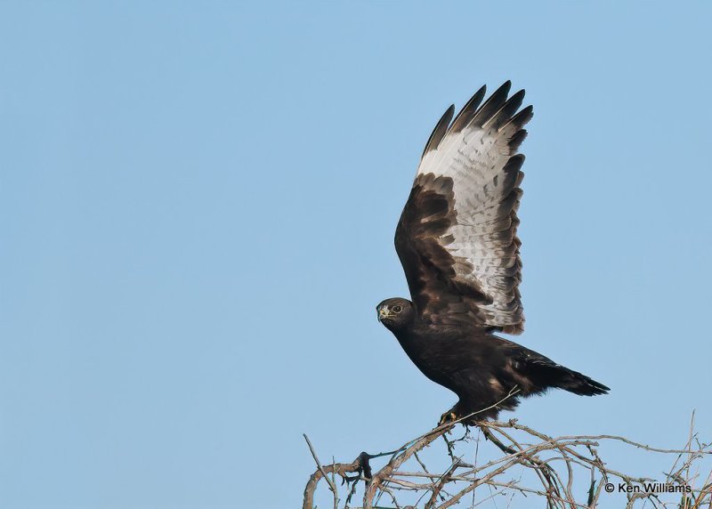 Rough-legged Hawk dark morph male, Osage Co, OK,  1-4-21, Jps_67874.jpg