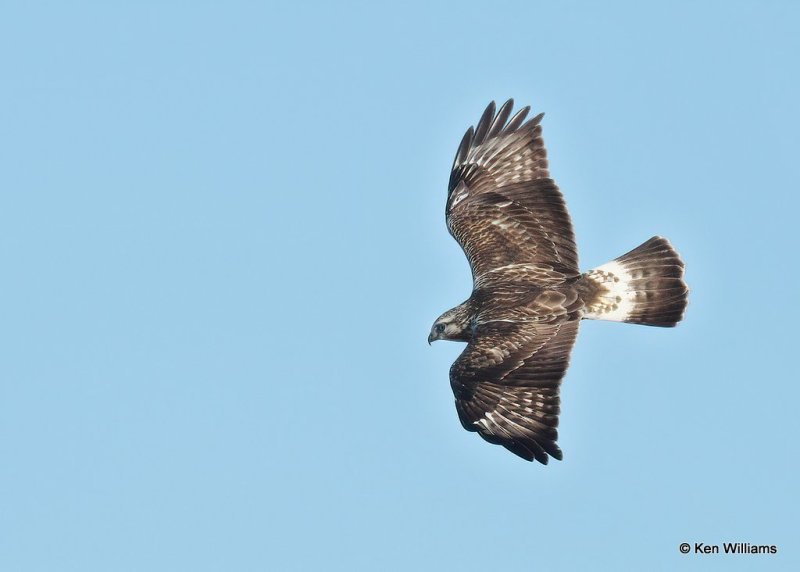 Rough-legged Hawk female, Osage Co, OK,  1-4-21, Jpa_68045.jpg