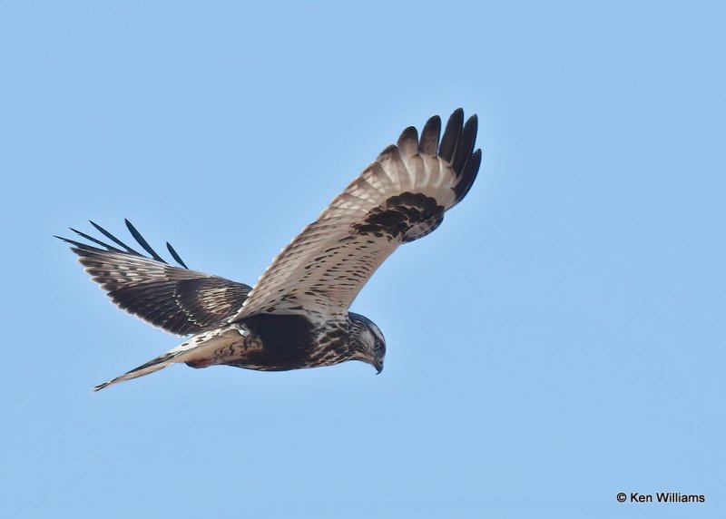 Rough-legged Hawk female, Osage Co, OK,  1-4-21, Jpa_68073.jpg