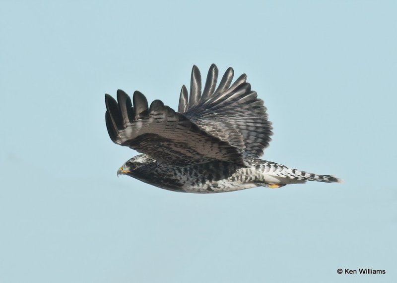 Rough-legged Hawk male, Osage Co, OK,  1-4-21, Jpa_68005.jpg