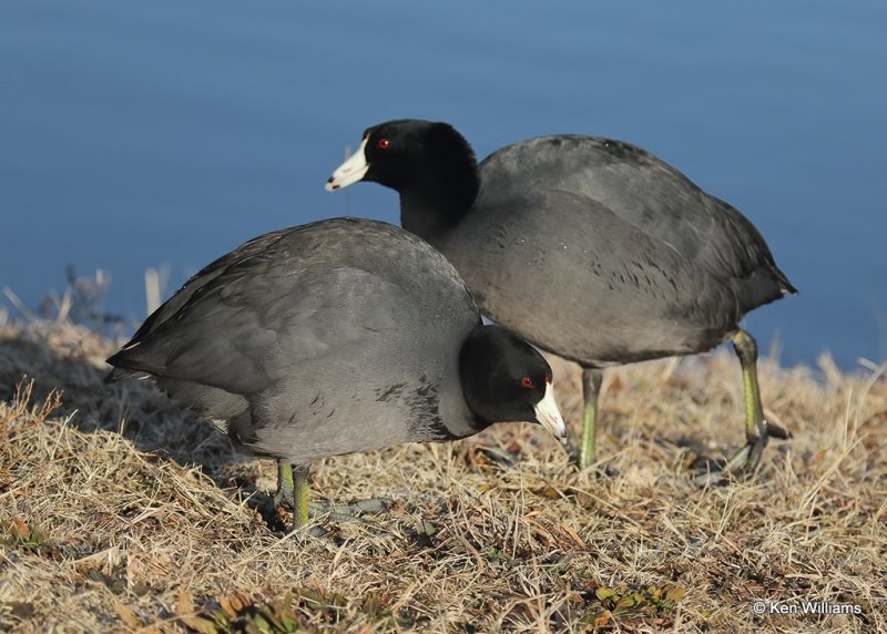 American Coots, Oklahoma Co, OK, 1-11-21, Jpa_68653.jpg