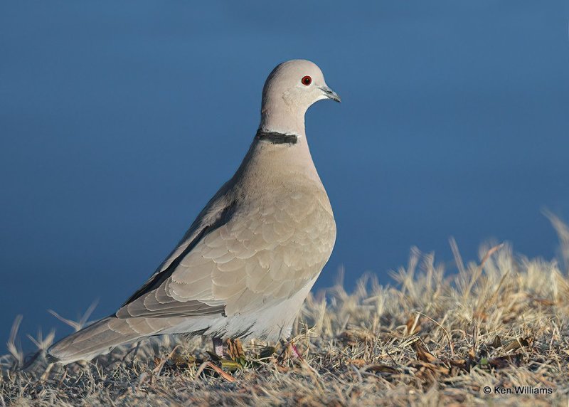 Eurasian Collared-Dove, Oklahoma Co, OK, 1-11-21, Jpa_68611.jpg