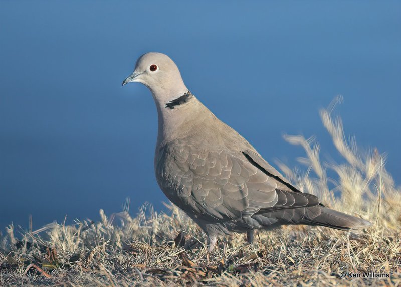 Eurasian Collared-Dove, Oklahoma Co, OK, 1-11-21, Jps_68617.jpg