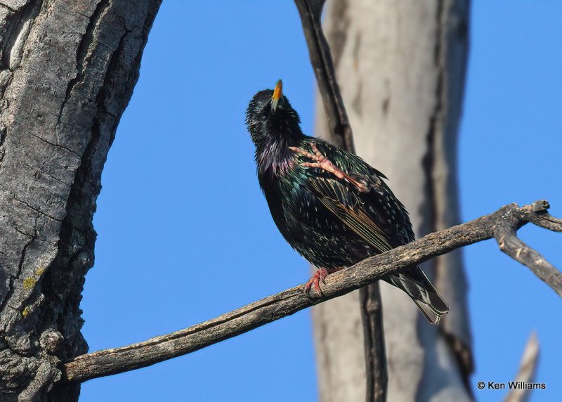 European Starling, Oklahoma Co, OK, 1-11-21, Jpa_68627.jpg