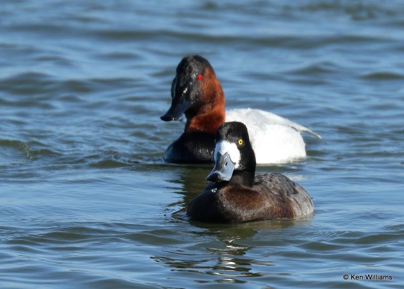 Greater Scaup female front & Canvasback male back, Canadian Co, OK, 1-11-21, Jpa_69249.jpg