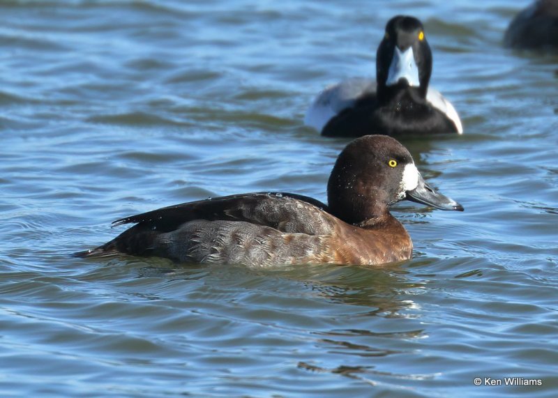 Greater Scaup female, Canadian Co, OK, 1-11-21, Jpa_69245.jpg