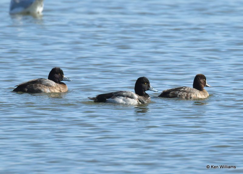 Greater Scaup female, Lesser Scaup male middle and Lesser Scaup female, Canadian Co, OK, 1-11-21, Jpa_68800.jpg