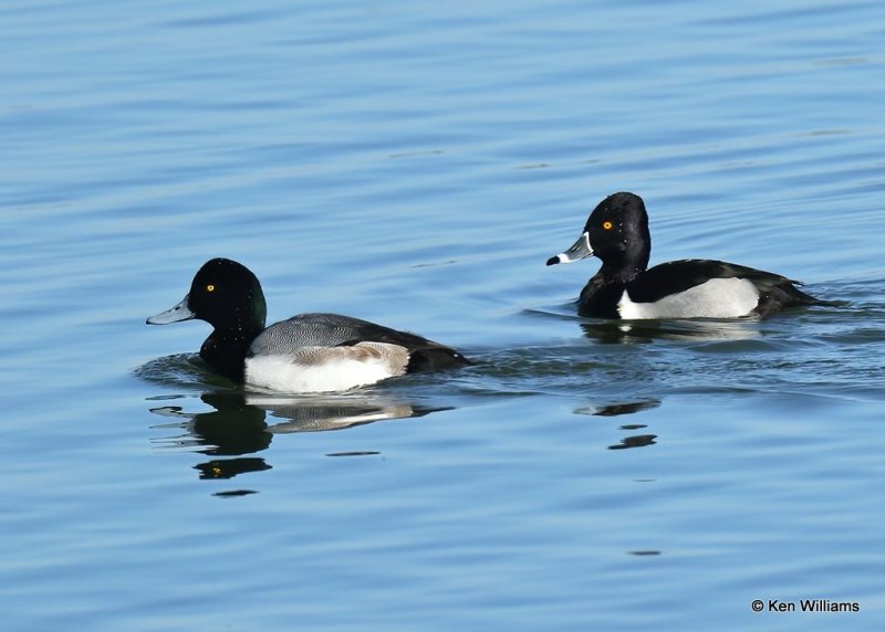 Greater Scaup male left & Ring-necked Duck male right, Canadian Co, OK, 1-11-21, Jpa_69291.jpg
