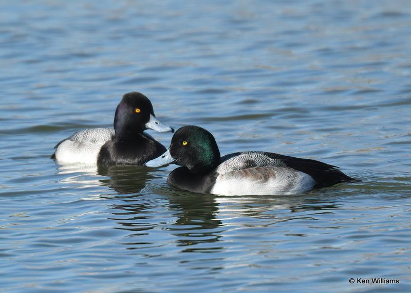 Greater Scaup male right & Lesser Saup left, Canadian Co, OK, 1-11-21, Jpa_68960.jpg