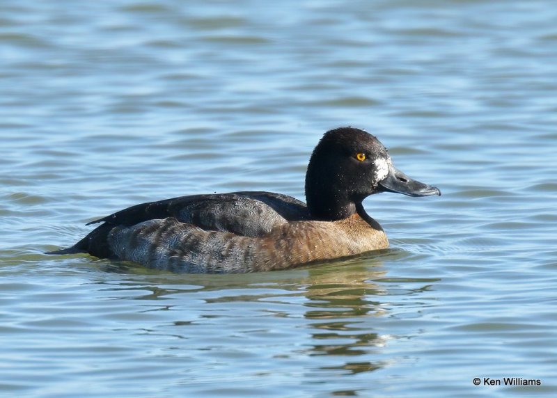 Lesser Scaup female, Canadian Co, OK, 1-11-21, Jpa_68843.jpg