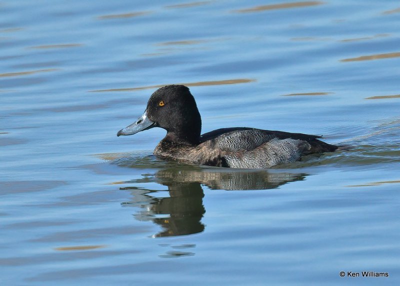 Lesser Scaup immature male, Canadian Co, OK, 1-11-21, Jpa_69009.jpg