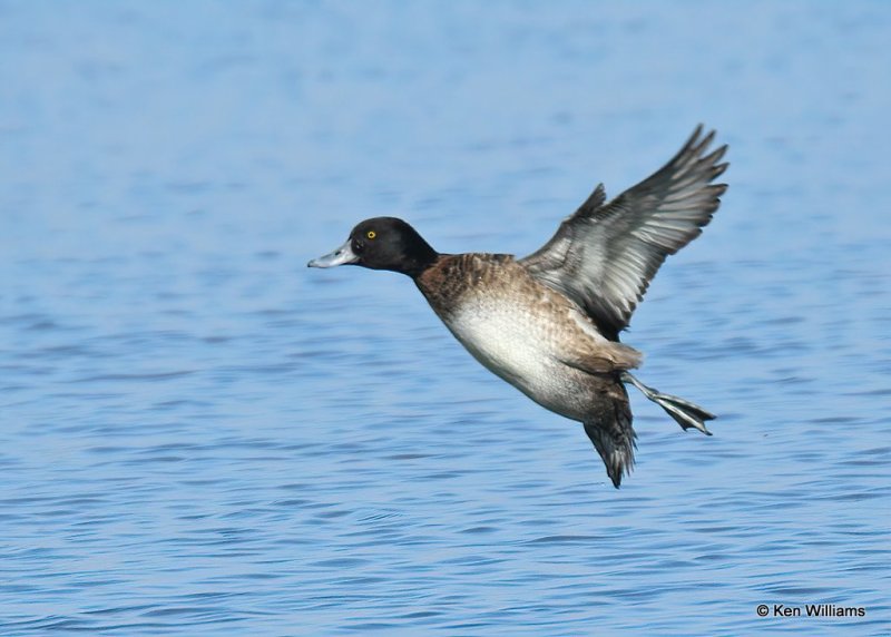 Lesser Scaup immature male, Canadian Co, OK, 1-11-21, Jps_68926.jpg