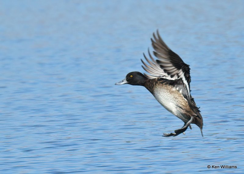 Lesser Scaup immature male, Canadian Co, OK, 1-11-21, Jps_68929.jpg