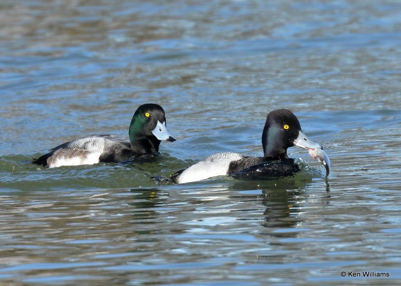Lesser Scaup male front & Greater Scaup male, Canadian Co, OK, 1-11-21, Jpa_68945.jpg
