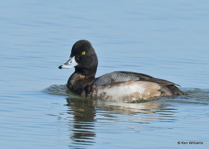 Lesser Scaup male, Canadian Co, OK, 1-11-21, Jps_68830.jpg