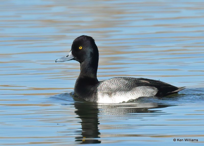 Lesser Scaup male, Canadian Co, OK, 1-11-21, Jps_68884.jpg
