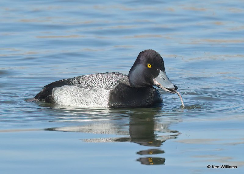 Lesser Scaup male, Canadian Co, OK, 1-11-21, Jps_68909.jpg