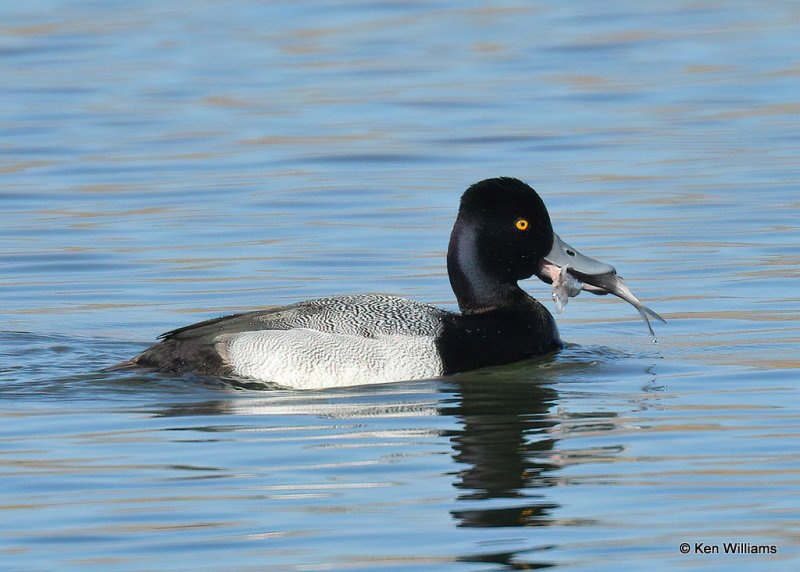 Lesser Scaup male, Canadian Co, OK, 1-11-21, Jps_68943.jpg