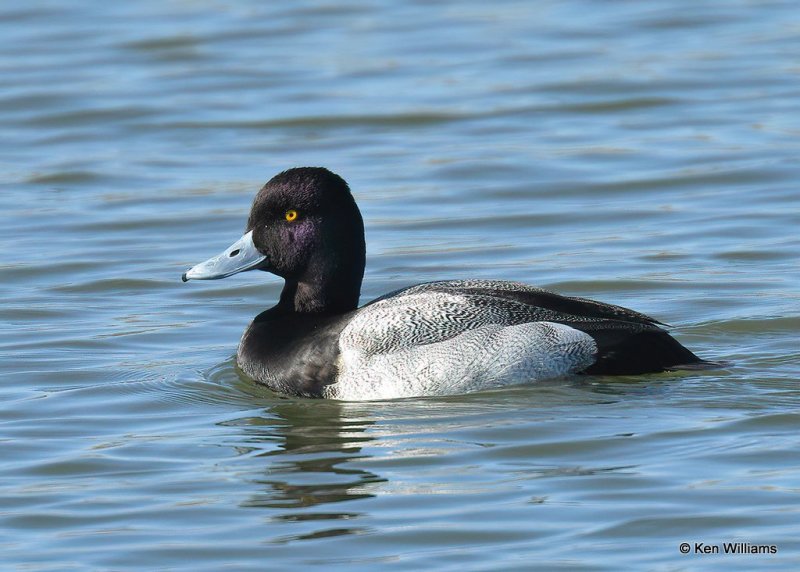 Lesser Scaup male, Canadian Co, OK, 1-11-21, Jps_68962.jpg