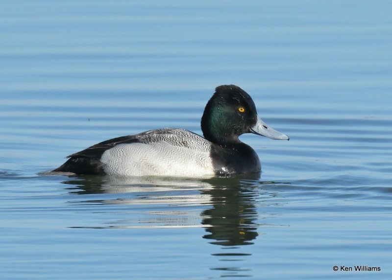 Lesser Scaup male, Canadian Co, OK, 1-11-21, Jps_69316.jpg