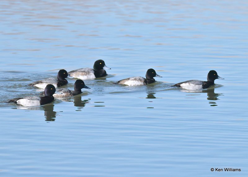Lesser Scaup males & Greater Scaup back center, Canadian Co, OK, 1-11-21, Jps_69005.jpg