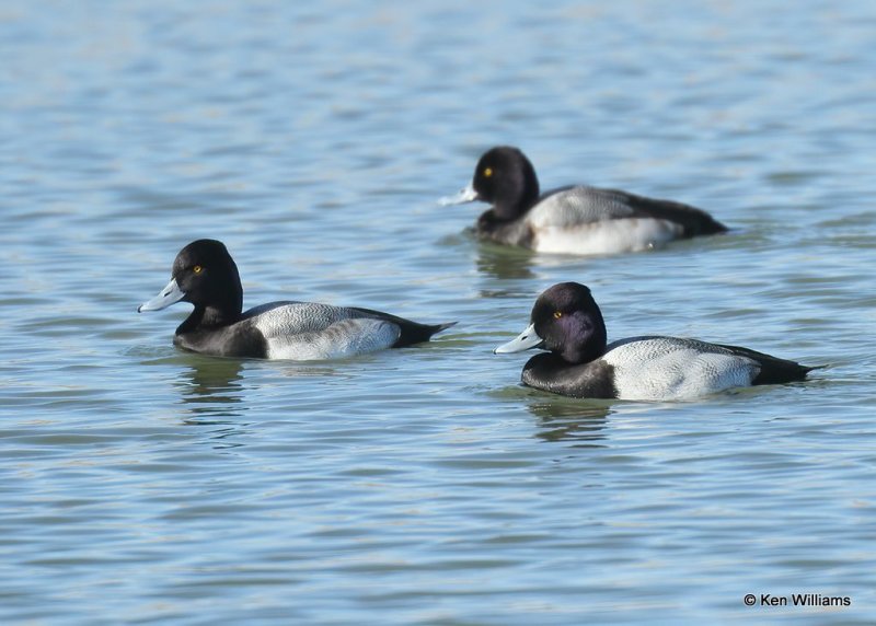 Lesser Scaup males, Canadian Co, OK, 1-11-21, Jps_68866.jpg