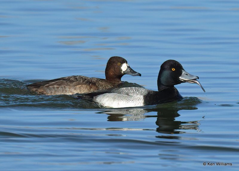 Lesser Scaup pair, Canadian Co, OK, 1-11-21, Jps_68918.jpg