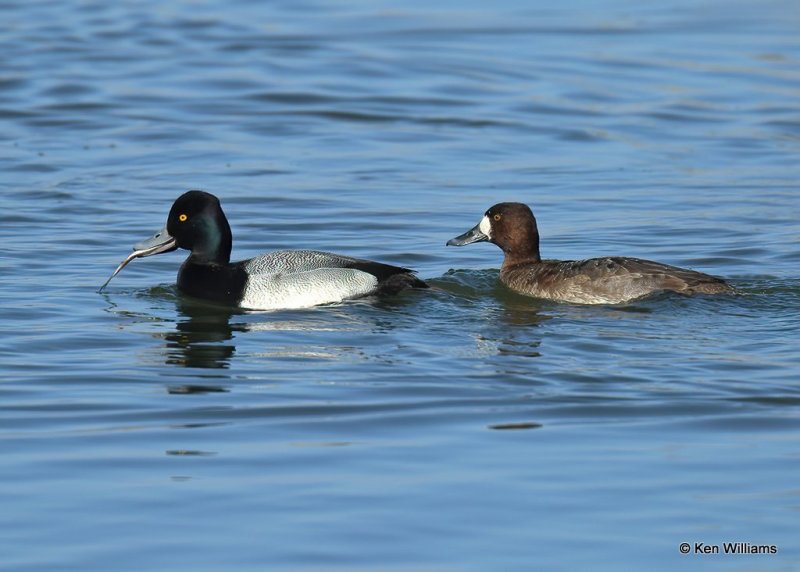 Lesser Scaup pair, Canadian Co, OK, 1-11-21, Jps_68922.jpg