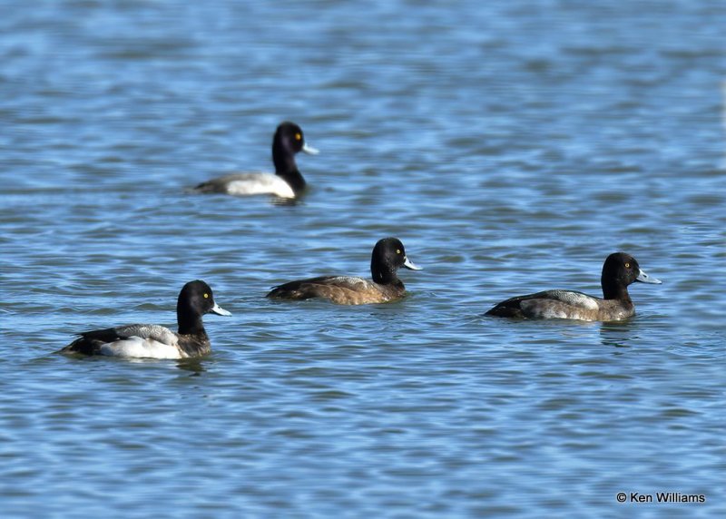 Lesser Scaup, Canadian Co, OK, 1-11-21, Jps_68854.jpg