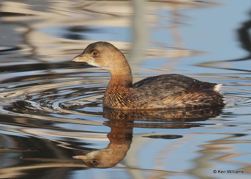 Pied-billed Grebe, Oklahoma Co, OK, 1-11-21, Jpa_68388.jpg