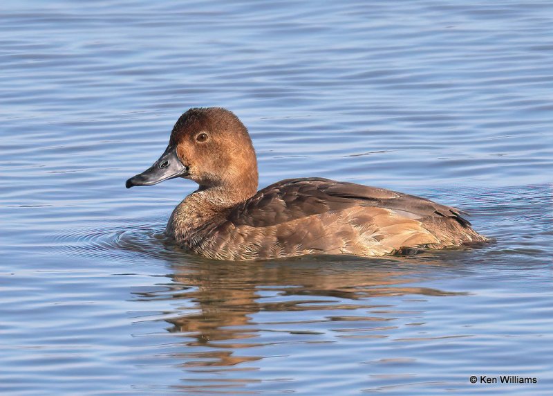 Redhead female, Canadian Co, OK, 1-11-21, Jps_69299.jpg