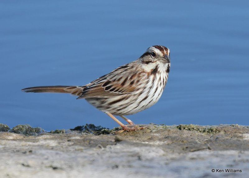 Song Sparrow, Canadian Co, OK, 1-11-21, Jpa_69181.jpg